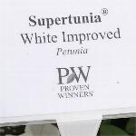 Supertunia Petunia 'White'