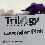 Trilogy Petunia 'Lavender Pink'