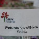 Viva/Glow Petunia 'Mocca'