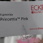 Princettia Poinsettia 'Pink'