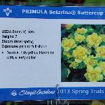 Belarina Primula 'Buttercup'