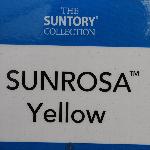 Sunrosa Rose 'Yellow'