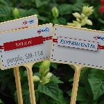 Reddy Salvia 'Purple SM 114'