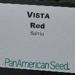 Vista Salvia 'Red'