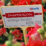  Snapdragon 'Orange Bicolor'
