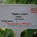  Tagetes 'Ivory'