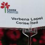 Lapel Verbena 'Cerise Red'