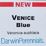 Venice Veronica 'Blue'