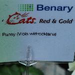 Cats Viola 'Red and Gold'