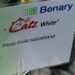 Cats Viola 'White'