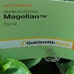 Magellan Zinnia 'Coral'