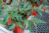 Selecta - First Class: Begonia boliviensis 'Scarlet' 
