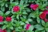 Selecta - First Class: Calibrachoa cultivars 'MiniDouble Magenta' 