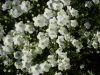 Gilroy Young Plants: Arenaria  'Avalanche' 