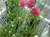 Gilroy Young Plants: Armeria  '' Red