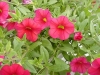 Selecta - First Class: MiniFamous Calibrachoa Red Improved
