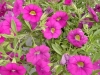 Selecta - First Class: MiniFamous Calibrachoa Rose Pink Improved