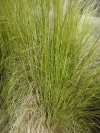 Gilroy Young Plants: Stipa  'Pony Tails' 