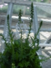Gilroy Young Plants: Veronica  'Ramona' 