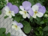 Gilroy Young Plants: Viola F1  '' Sky Blue Bicolor