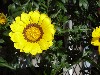 Gilroy Young Plants: Gazania F1  '' Yellow  