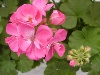 Selecta - First Class: Geranium  '' Experimental Pink  