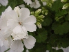 Selecta - First Class: Geranium  '' Experimental White
