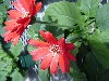 Gilroy Young Plants: Gerbera  '' Mini Colors - Formula Mix