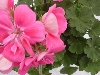 Selecta - First Class: Geranium  '' Pink with Eye