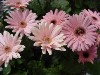 Gilroy Young Plants: Gerbera  '' Pastel Pink Shades