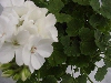 Selecta - First Class: Geranium  '' Brilliant White  