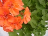 Selecta - First Class: Geranium  '' Orange   