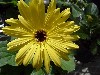 Gilroy Young Plants: Gerbera  '' Yellow with Dark Center