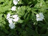 Gilroy Young Plants: Phlox Ethnie  'White  ' 