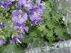 Gilroy Young Plants: Polemonium  'Blue Whirl   ' 