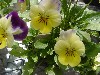 Gilroy Young Plants: Viola F1  'Frosted Morn' 