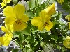 Gilroy Young Plants: Viola F1  '' Yellow  