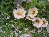 MiniFamous Calibrachoa White with Pink Star