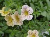 MiniFamous Calibrachoa Yellow with Lilac Star