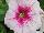 Cohen Propagation Nurseries: Petunia  'Pink Rose Vein' 