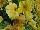 Cohen Propagation Nurseries: Petunia  'Giant Dijon' 