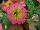 Cohen Propagation Nurseries: Petunia  'Cremissimo Improved' 