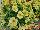 Cohen Propagation Nurseries: Petunia  'Marble Yellow' 