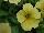 Cohen Propagation Nurseries: Petunia  'Marble Yellow' 