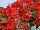 Cohen Propagation Nurseries: Petunia  'Fire Red' 