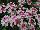 Cohen Propagation Nurseries: Verbena  'Rose White' 