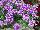 Cohen Propagation Nurseries: Verbena  'Blue Lavender' 