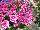 Cohen Propagation Nurseries: Verbena  'Magenta Pink' 