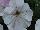 Cohen Propagation Nurseries: Petunia  'Vein White n' Stripes' 