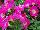 Cohen Propagation Nurseries: Petunia  '1109 Neon Sugar Beet' 